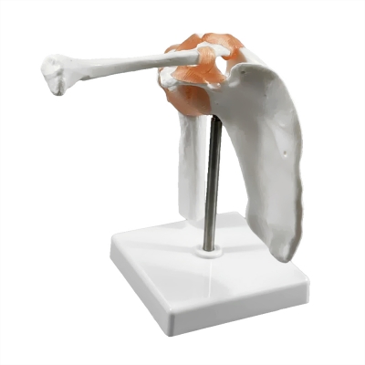 Фото: Анатомическая модель плечевого сустава человека Corpo Articulatio-4 Анатомическая модель плечевого сустава человека Corpo Articulatio-4