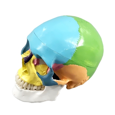 Фото: Цветная разборная модель человеческого черепа Corpo Cranium-2 Цветная разборная модель человеческого черепа Corpo Cranium-2